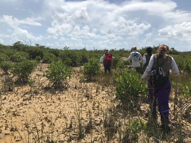 Les écosystèmes des Everglades présentent des réactions mitigées à l'augmentation du niveau de la mer