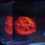 A blood vessel network designed by a computational model