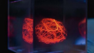 A blood vessel network designed by a computational model