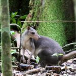 Les gens anciens ont emmené des wallabies aux îles indonésiennes dans les canoës