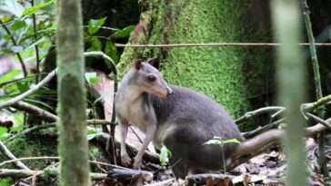 Les gens anciens ont emmené des wallabies aux îles indonésiennes dans les canoës