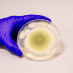 Les ingénieurs transforment le champignon de tombe antique toxique en médicament anti-cancer