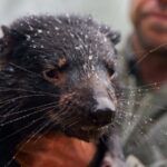 Les inondations soudaines balayent le sanctuaire vital pour les animaux australiens