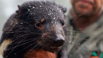 Les inondations soudaines balayent le sanctuaire vital pour les animaux australiens
