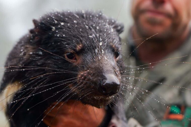 Les inondations soudaines balayent le sanctuaire vital pour les animaux australiens