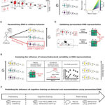 Les jumeaux numériques révèlent comment les troubles mathématiques affectent le cerveau