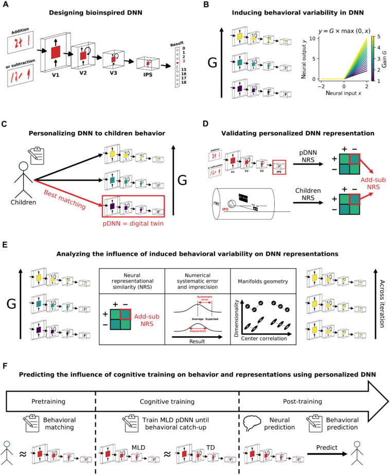 Les jumeaux numériques révèlent comment les troubles mathématiques affectent le cerveau