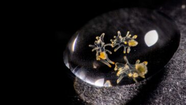 Les larves d'étoiles de mer cryoconservées pourraient permettre aux espèces vitales de récupérer