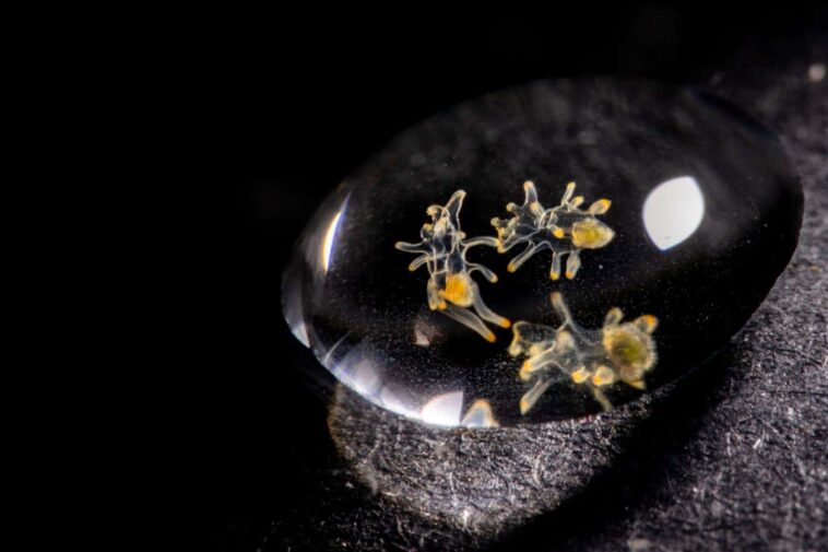 Les larves d'étoiles de mer cryoconservées pourraient permettre aux espèces vitales de récupérer