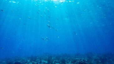 Les nations ont demandé à faire du sommet des Nations Unies un «tournant» pour les océans