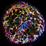 A human vascular organoid generated from stem cells