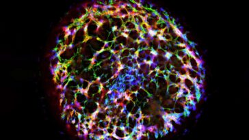 A human vascular organoid generated from stem cells