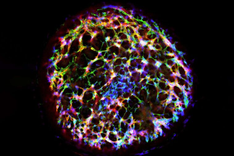 A human vascular organoid generated from stem cells