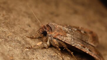 Les papillons australiens utilisent les étoiles comme une boussole sur des migrations de 1000 km