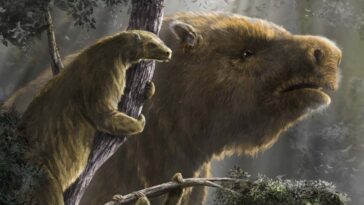 Sloths repeatedly evolved large and small body sizes