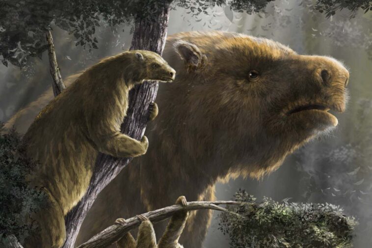 Sloths repeatedly evolved large and small body sizes