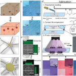 Les peaux synthétiques inspirées des céphalopodes pourraient permettre la commutation des couleurs pour les robots doux et les appareils portables