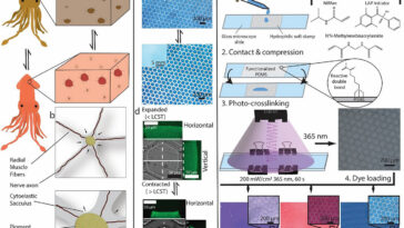 Les peaux synthétiques inspirées des céphalopodes pourraient permettre la commutation des couleurs pour les robots doux et les appareils portables