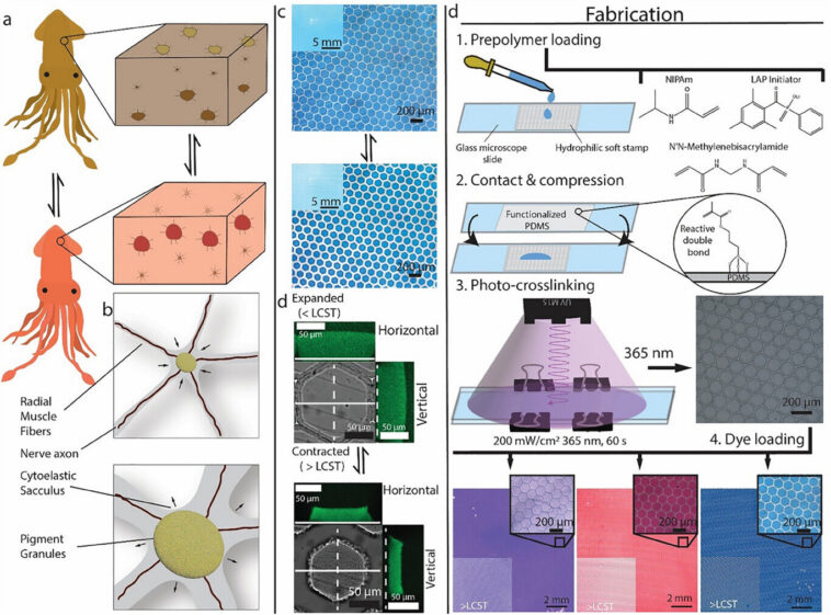 Les peaux synthétiques inspirées des céphalopodes pourraient permettre la commutation des couleurs pour les robots doux et les appareils portables