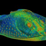 Les premières dents étaient des organes sensoriels sur la peau des poissons anciens