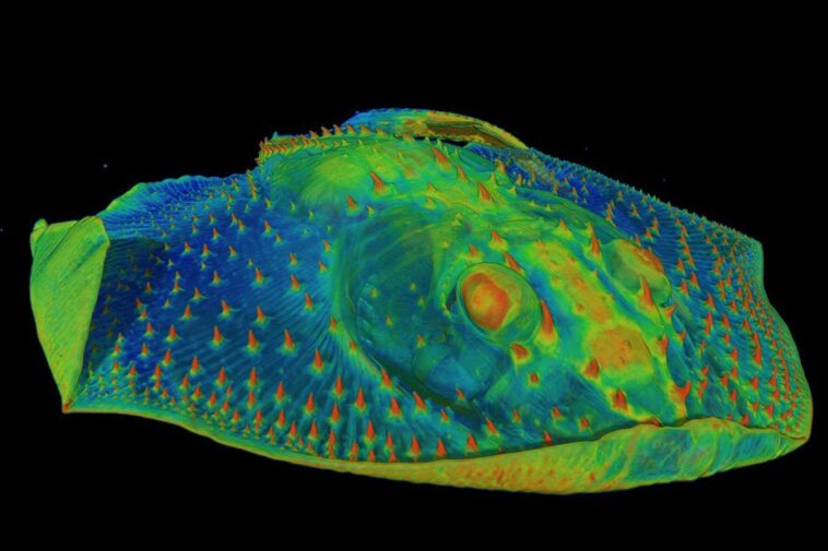 Les premières dents étaient des organes sensoriels sur la peau des poissons anciens