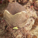 Une image d'un grand corail d'étoile avec des lésions blanches de la maladie de perte de tissus coralliens pierreux