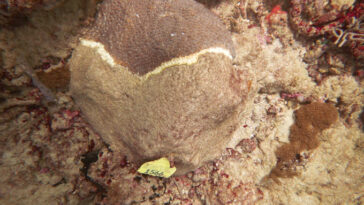 Une image d'un grand corail d'étoile avec des lésions blanches de la maladie de perte de tissus coralliens pierreux