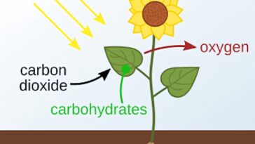 Les réactions à moteur légère pourraient rendre l'industrie de la fabrication de produits chimiques plus économe en énergie