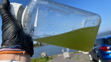 Les scientifiques identifient les cyanobactéries derrière les toxines dans l'estuaire de la rivière Saint-Louis