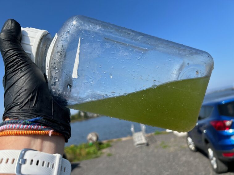 Les scientifiques identifient les cyanobactéries derrière les toxines dans l'estuaire de la rivière Saint-Louis Les scientifiques identifient les cyanobactéries derrière les toxines dans l'estuaire de la rivière Saint-Louis