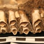 Les sociétés africaines ont survécu aux changements climatiques pendant des millénaires en diversifiant comment ils vivaient