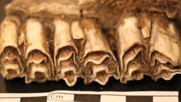 Les sociétés africaines ont survécu aux changements climatiques pendant des millénaires en diversifiant comment ils vivaient