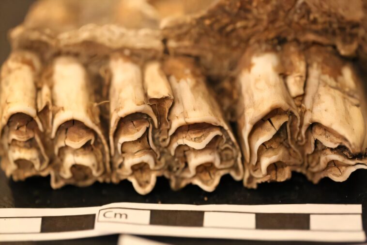 Les sociétés africaines ont survécu aux changements climatiques pendant des millénaires en diversifiant comment ils vivaient