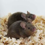 Adult male mice that have two fathers and went on to have offspring of their own