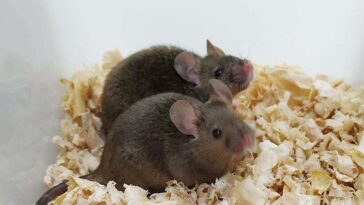 Adult male mice that have two fathers and went on to have offspring of their own