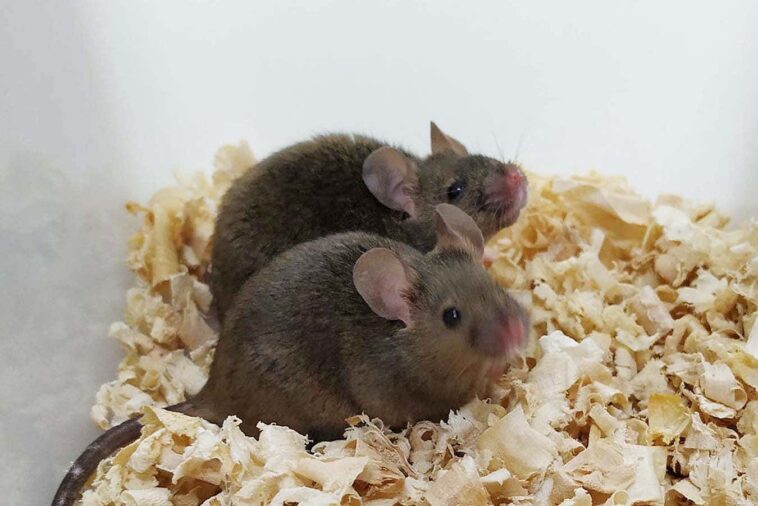 Adult male mice that have two fathers and went on to have offspring of their own