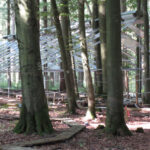 Une structure de cadre métallique ressemblant au contour d'une maison sans murs d'un toit complet construit parmi les arbres dans une forêt, avec des troncs d'arbres numérotés et des allées sur le sol de la forêt.