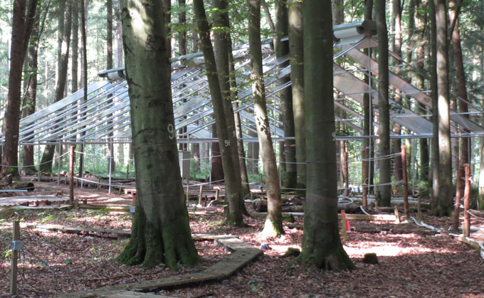 Une structure de cadre métallique ressemblant au contour d'une maison sans murs d'un toit complet construit parmi les arbres dans une forêt, avec des troncs d'arbres numérotés et des allées sur le sol de la forêt.