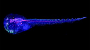A tadpole, stained with immunofluorescence to visualise its internal anatomy, that had the brain-tracking device implanted as an embryo