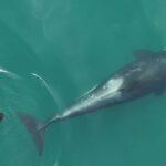 Deux tueurs-tueurs sont représentés nageant vers la droite. Celui sur le côté droit de la photo est indiqué en entier. L'autre n'a que sa tête visible en bas, où elle s'approche de son partenaire avec un petit morceau de varech dans sa bouche.