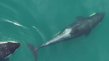 Deux tueurs-tueurs sont représentés nageant vers la droite. Celui sur le côté droit de la photo est indiqué en entier. L'autre n'a que sa tête visible en bas, où elle s'approche de son partenaire avec un petit morceau de varech dans sa bouche.