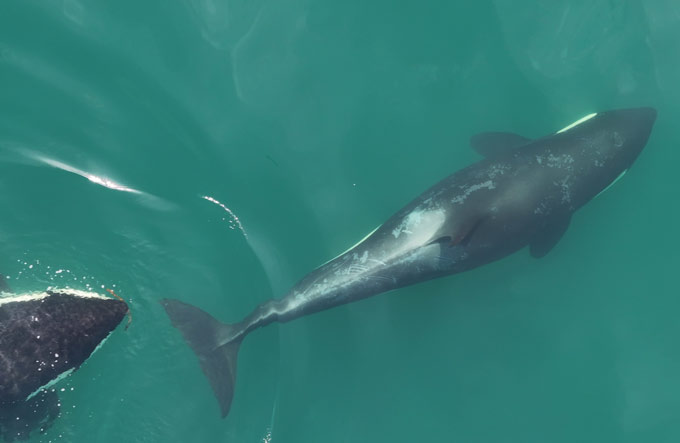 Les tueurs-tueurs peuvent utiliser des pinceaux de varech pour se détendre à la peau rugueuse Deux tueurs-tueurs sont représentés nageant vers la droite. Celui sur le côté droit de la photo est indiqué en entier. L'autre n'a que sa tête visible en bas, où elle s'approche de son partenaire avec un petit morceau de varech dans sa bouche.