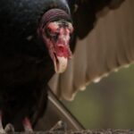 Moins de charognards pourraient signifier plus de maladies zoonotiques Moins de charognards pourraient signifier plus de maladies zoonotiques