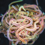 Mouvement dans un groupe de vers enchevêt Mouvement dans un groupe de vers enchevêt