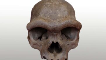 Nous savons enfin à quoi ressemblait le visage d'un Denisovan