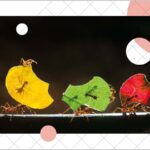 Leaf cutter ants carrying sections of leaves