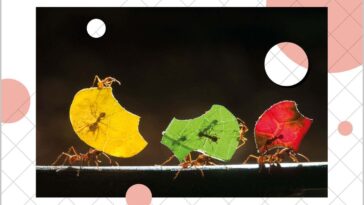 Leaf cutter ants carrying sections of leaves