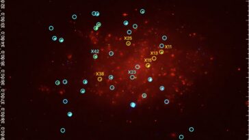 Quatre nouveaux restes de supernova à rayons X détectés dans le Galaxy NGC 7793
