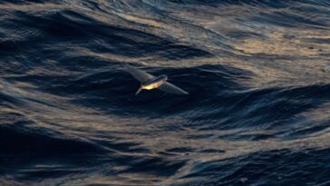 Quel est le traité de haute mer?