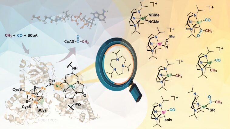 Résoudre le mystère d'une ancienne enzyme pourrait conduire à de nouvelles stratégies de capture de carbone